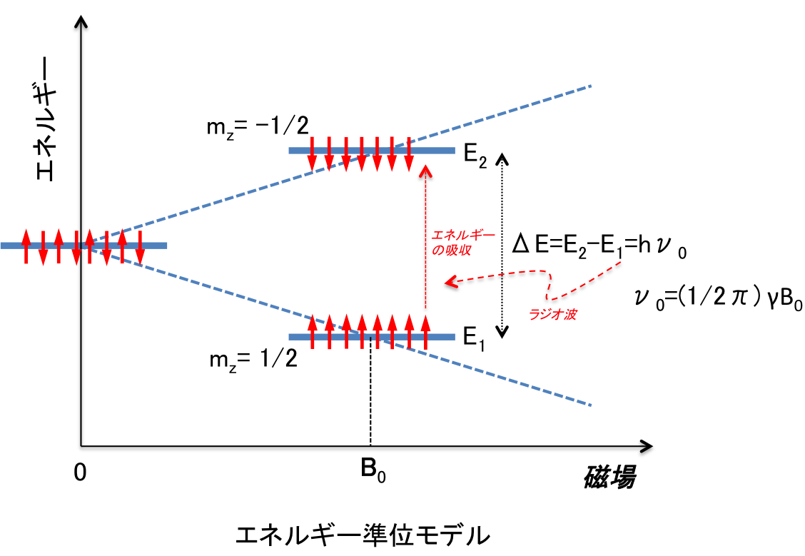 計算機シミュレーションによる超低磁場mriの検討