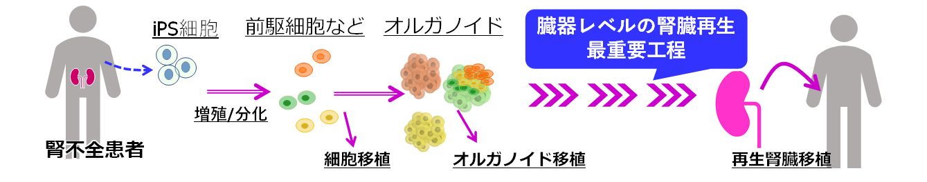 臓器レベルの再生医工学