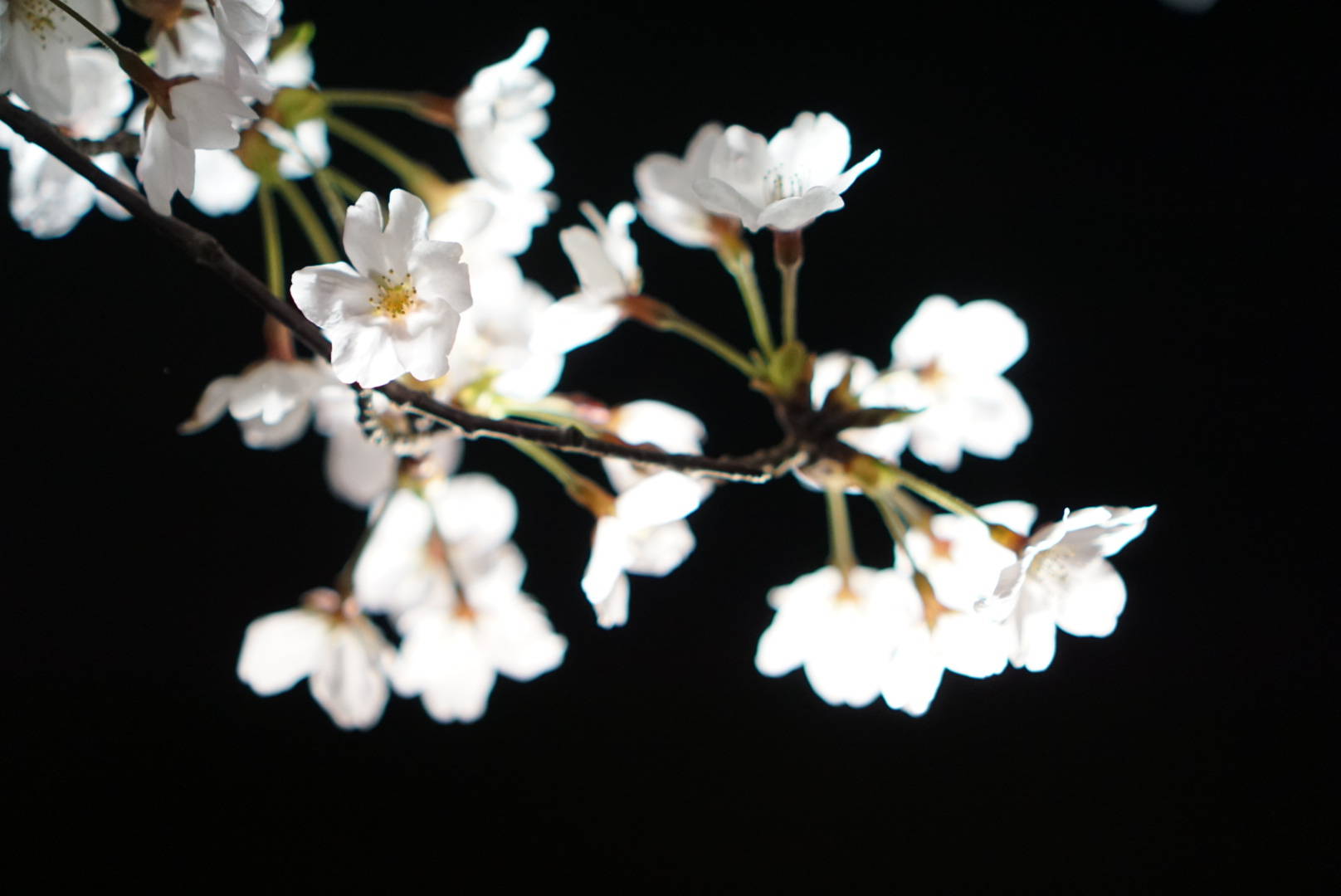 夜の花見