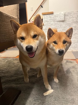 井上 葵